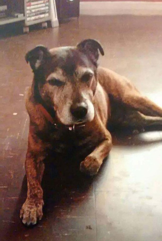 Mutley the dog