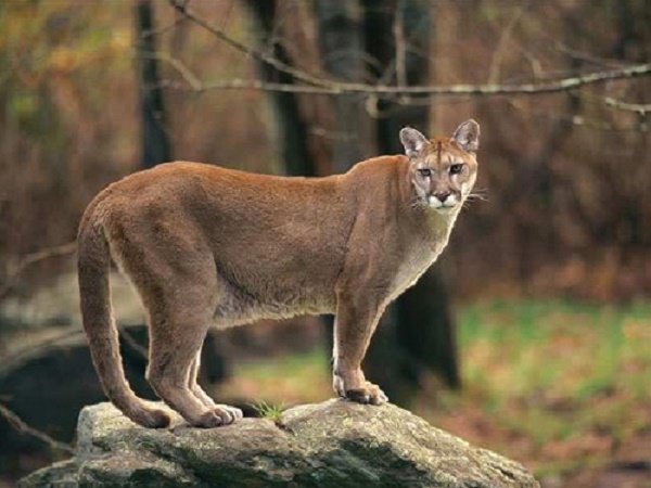 Californian Mountain Lion