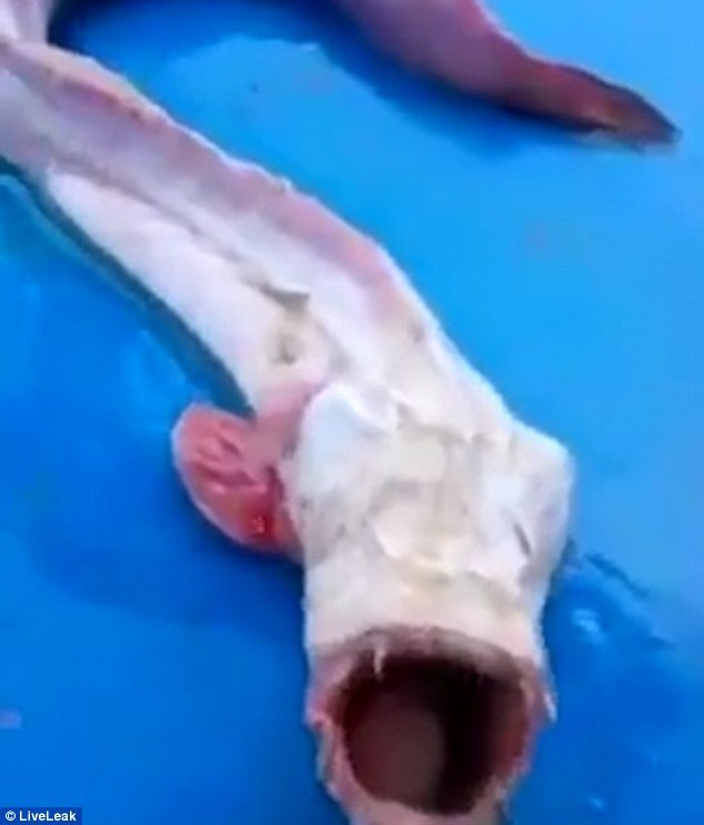 Fishermen were left stunned when they caught this bizarre creature of the deep during a fishing trip in Thailand