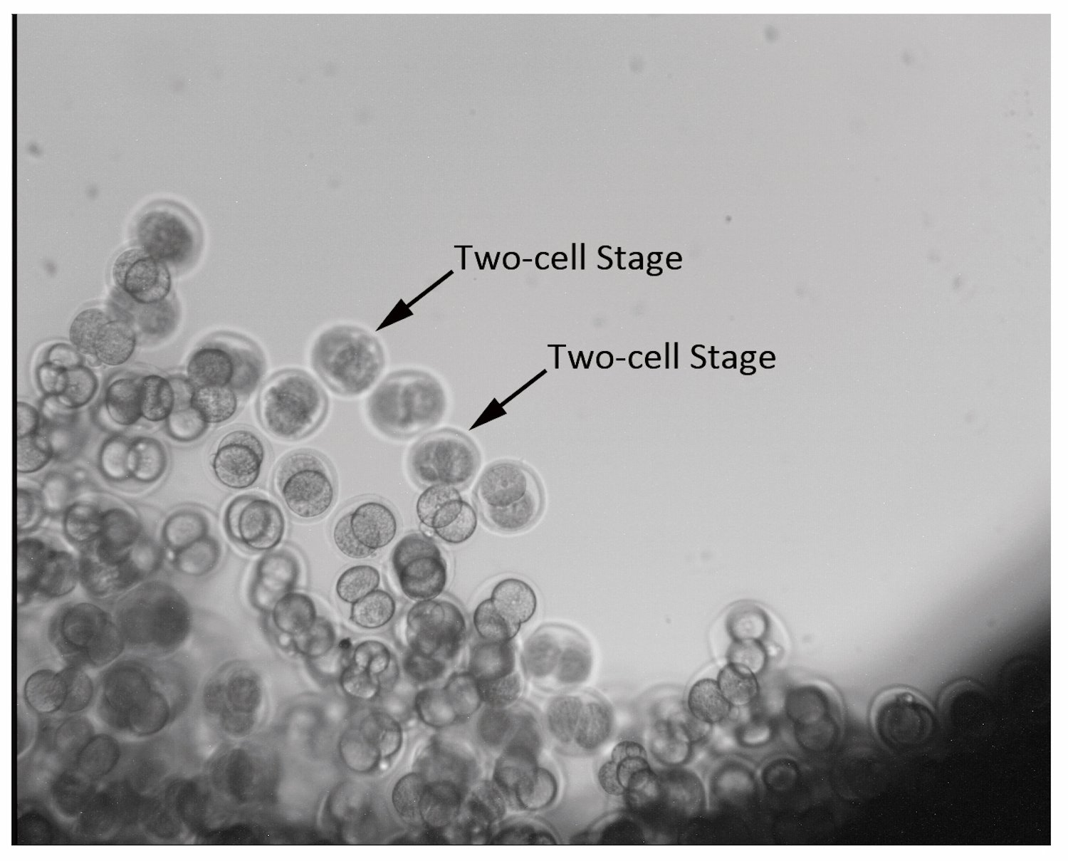 Click to enlarge blastocysts