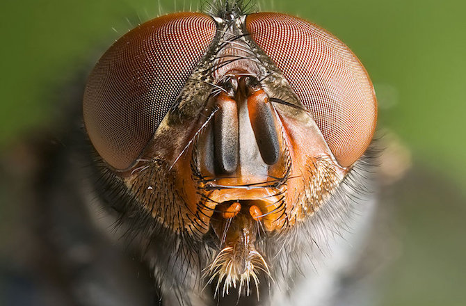Click to enlarge insect