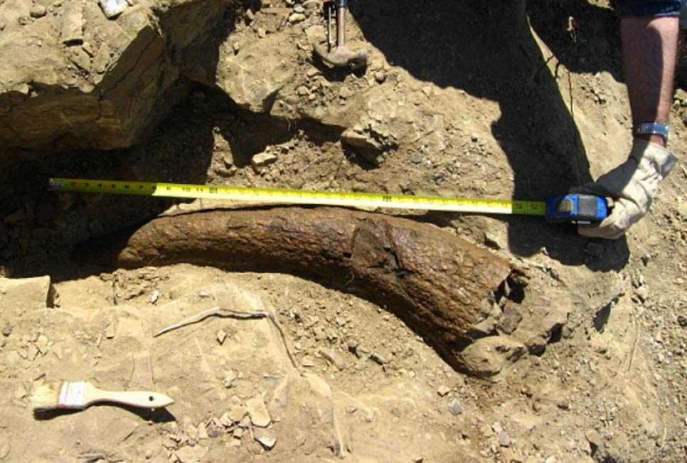 triceratops horn montana