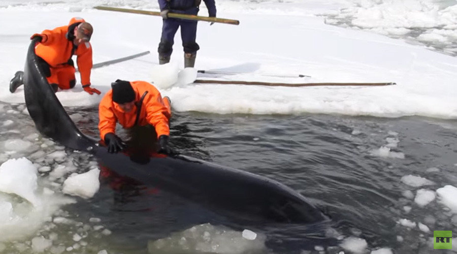 Russians rescue whales