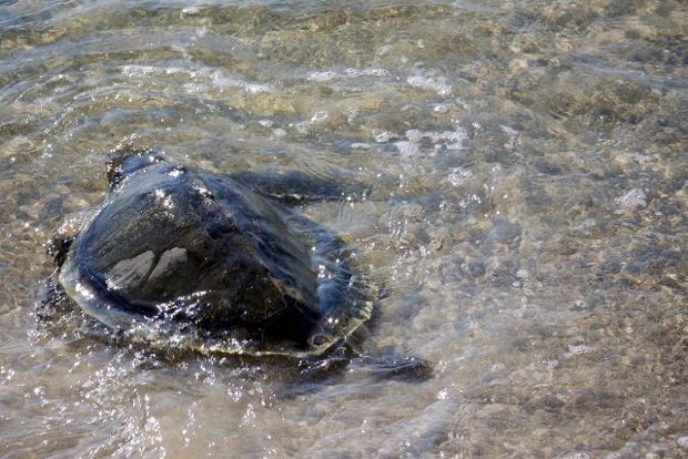 Turtle