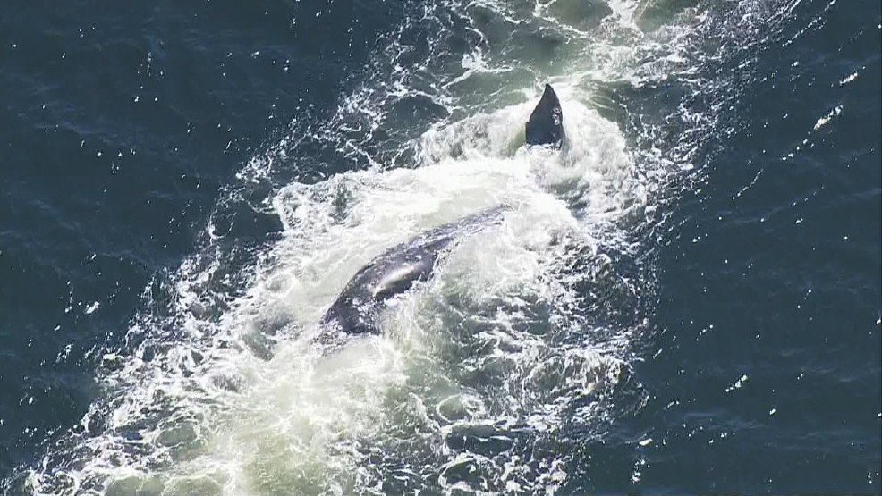 NOAA hired the Cascadia Research Group to tow the whale, and perform a necropsy. 