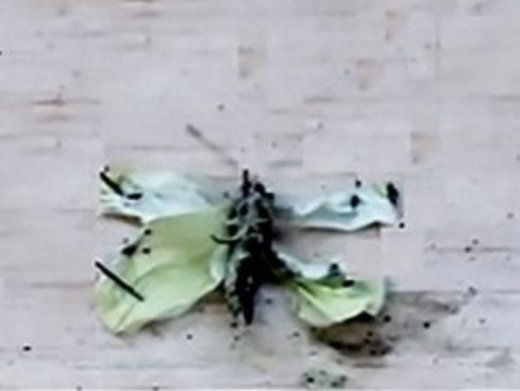 deformed butterflies