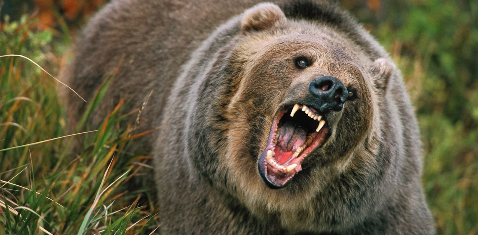 Bear