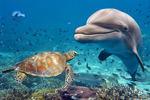 Click to enlarge Dolphin and turtle