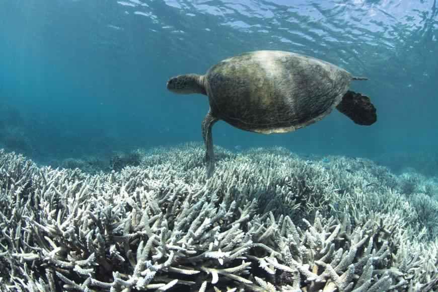 Click to enlarge Great Barrier Reef bleaching