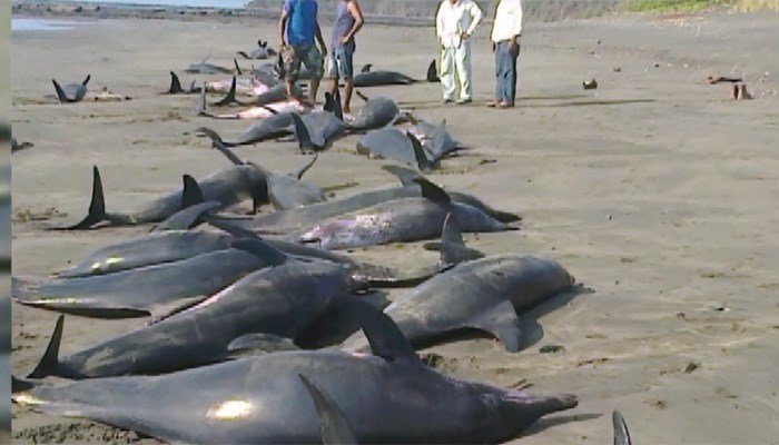 Dolphins were found stranded and dead on a shore in Panama. 