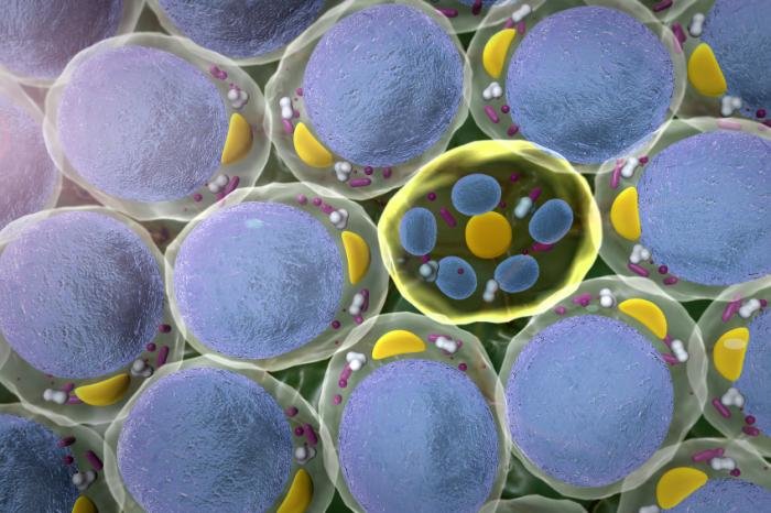 fat cells
