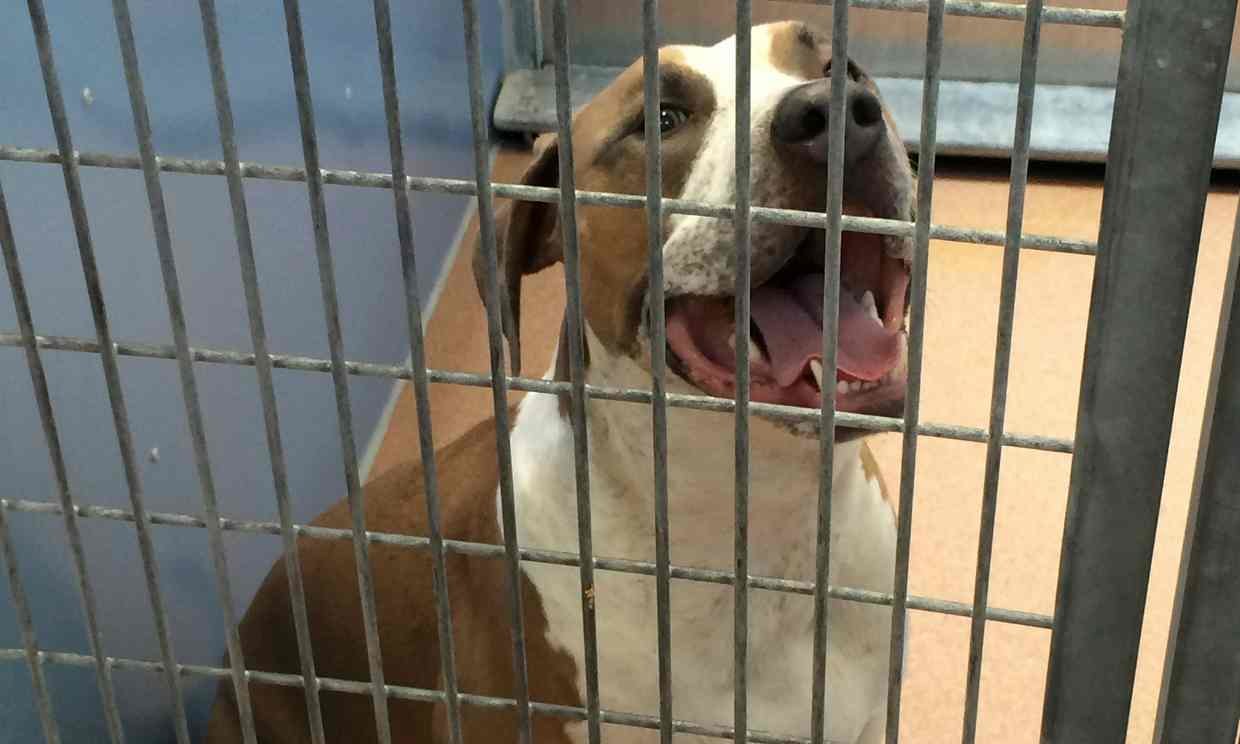 Click to enlarge The 44kg pit bull breed cross was impounded after biting a newborn child to death in San Diego.
