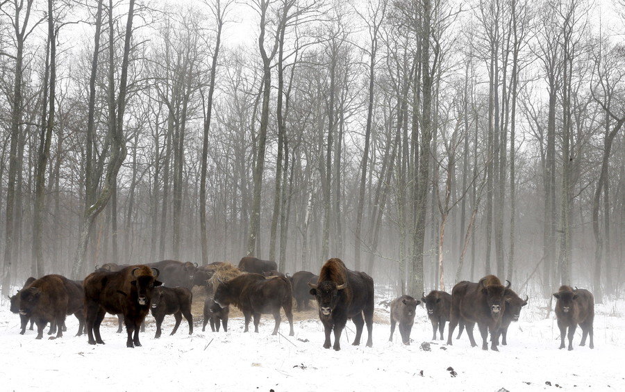 chernobyle wildlife
