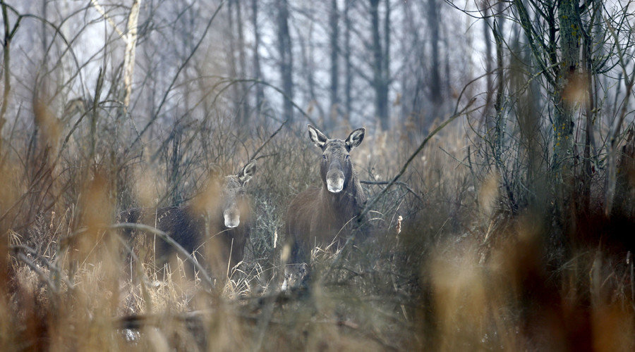 Click to enlarge chernobyl wildlife