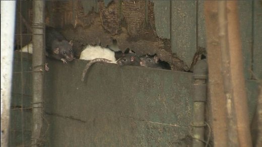 rats