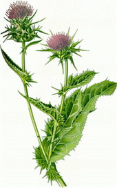 Milk Thistle