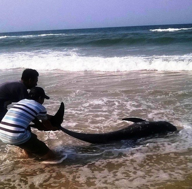 Men pull a whale body to shore in Thua Thien-Hue Province April 24. 