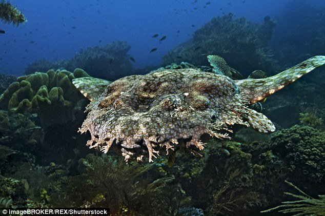 It's understood the punctured wounds inflicted on the boy were caused by a wobbegong shark (stock picture)
