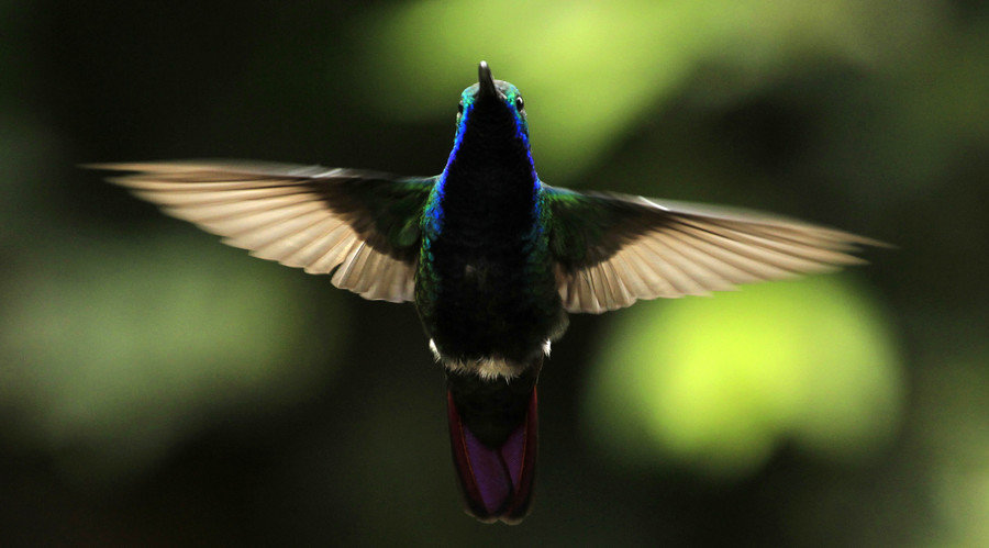 Click to enlarge bird flight drones