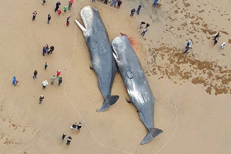 stranded whales