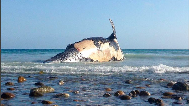 Dead whale