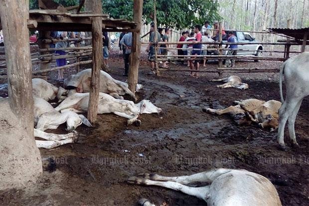 Huge thunderstorm leaves trail of death & destruction across two provinces, destroying homes, crop fields, trees, killing many animals & one human.