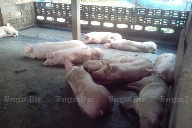 Four pigs lie dead and seven others injured after their pen was hit by lightning on Monday night.