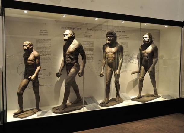 Click to enlarge human evolution