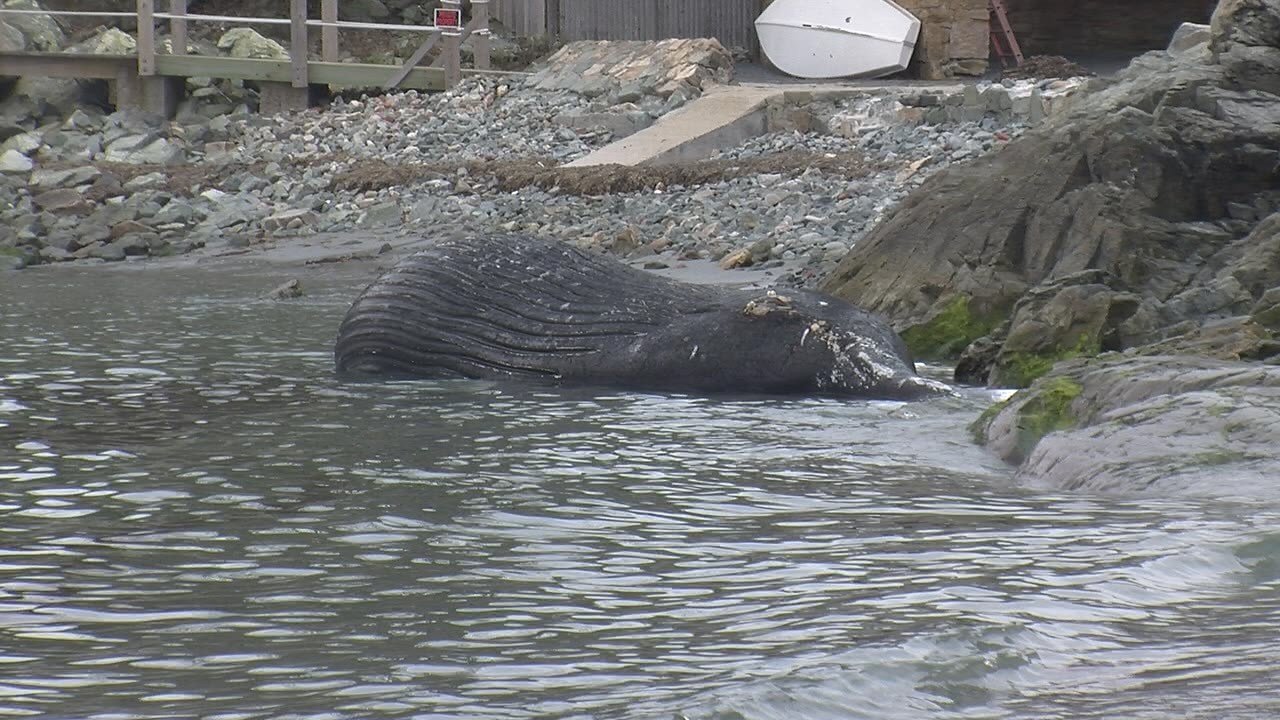 Dead whale