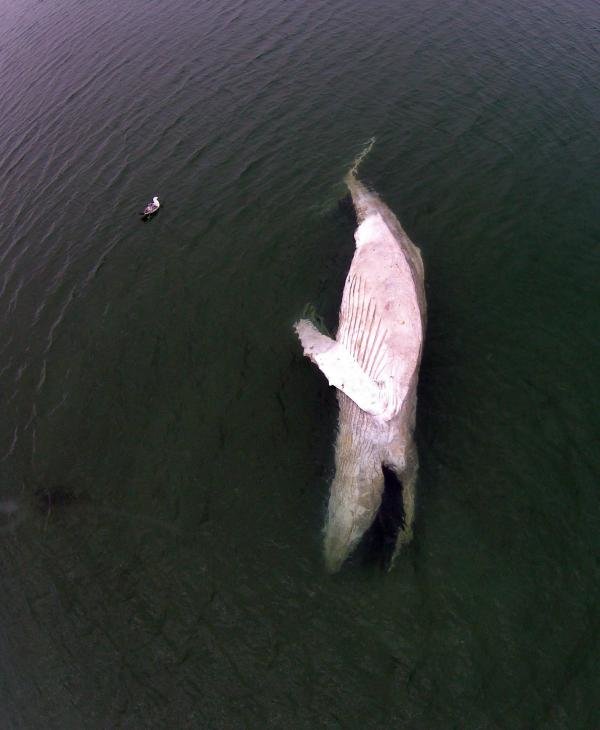 A drone photograph captured the sight of the dead whale grounded in Gardiner's Bay on Monday afternoon. 