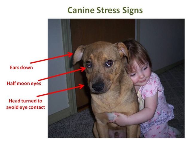 dog hug