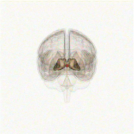 Click to enlarge brain