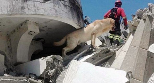 Dog saves people