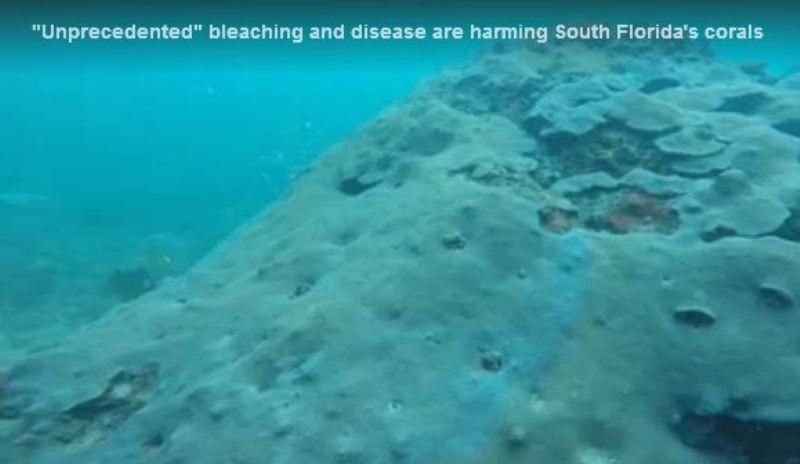 Florida coral bleaching