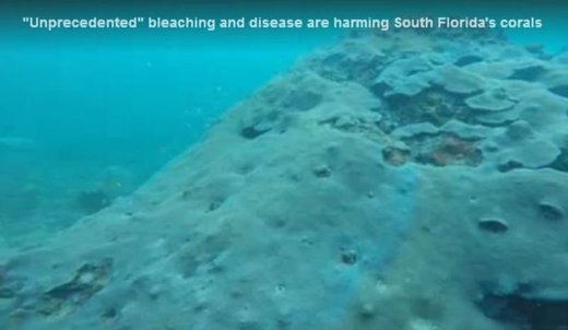 Florida coral bleaching