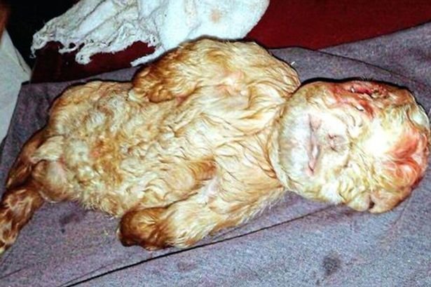 Click to enlarge The carcass of the kid that possesses unusually human-like features