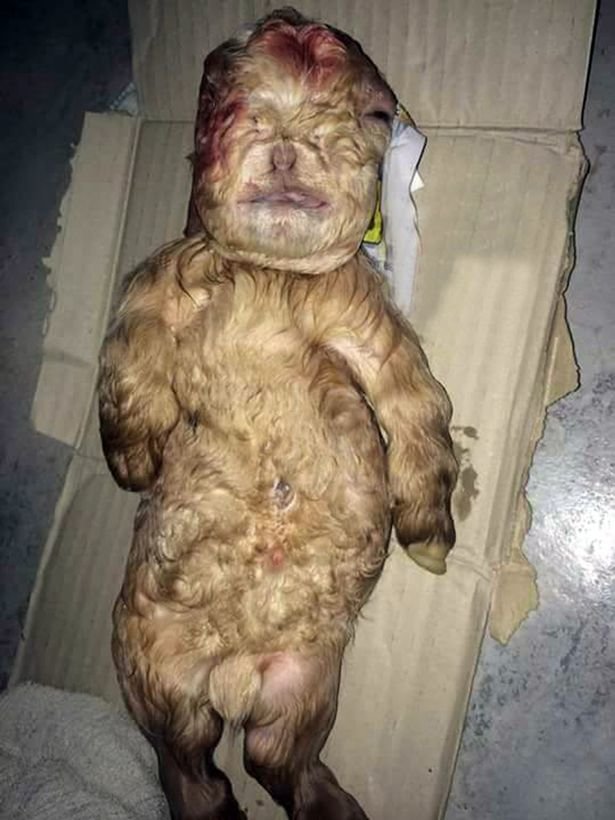 Click to enlarge The strange-looking baby has been handed over to the Veterinary Services Department for investigation