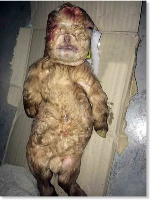 The strange-looking baby has been handed over to the Veterinary Services Department for investigation 