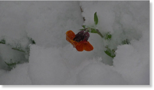 snow in Spring