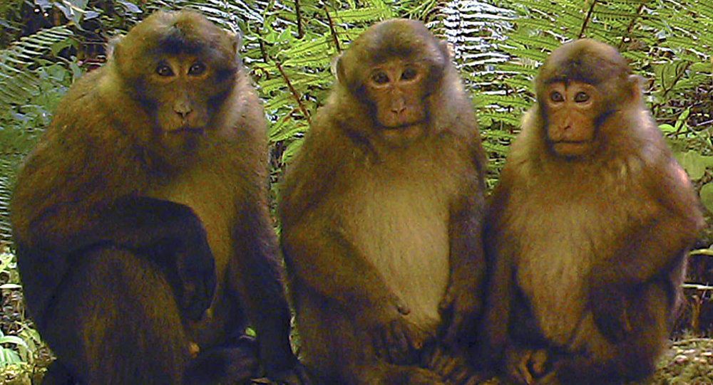 white-cheeked macaque