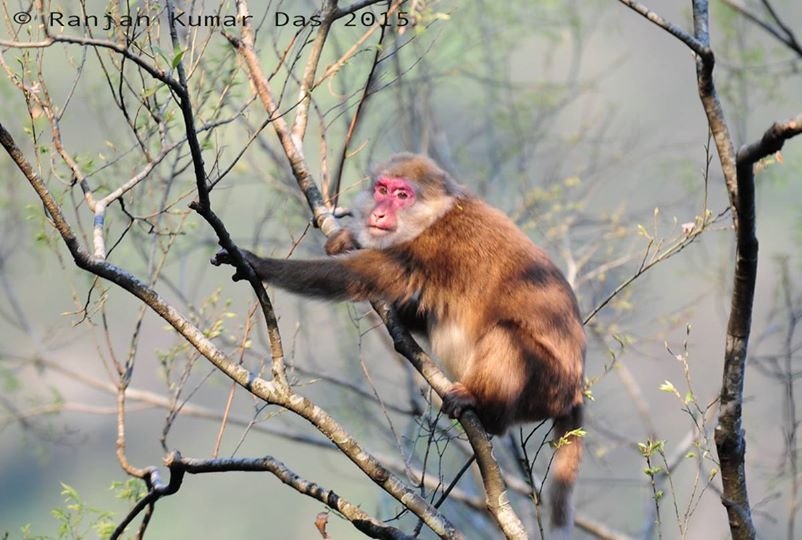 Click to enlarge white-cheeked macaque