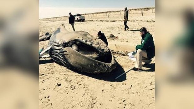 Dead whale
