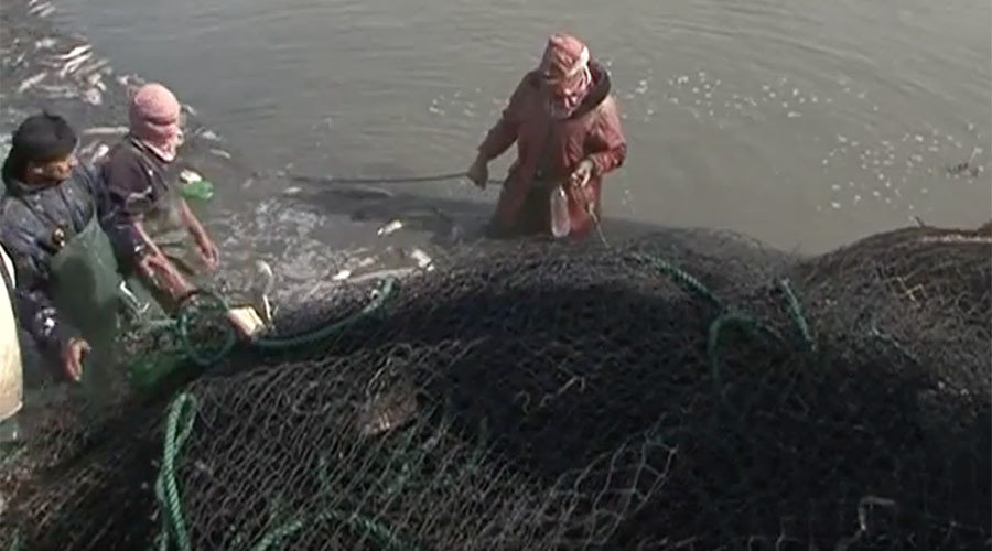 ISIS fishing taxes