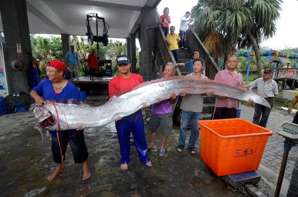 Fishermen were stunned after discovering the fish 