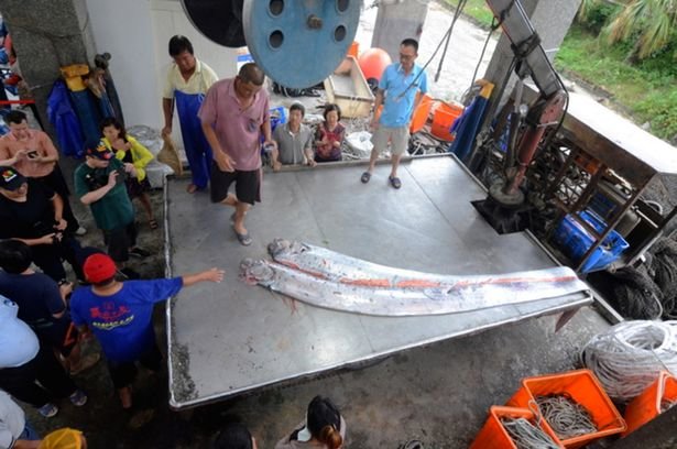 The huge fish both measure more than 4 metres in length