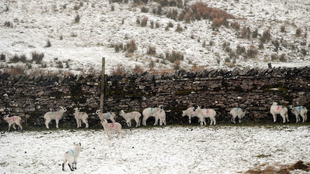 Sheep shelter against a dry stone wall in the Yorkshire Dales