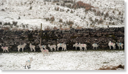 Sheep shelter against a dry stone wall in the Yorkshire Dales