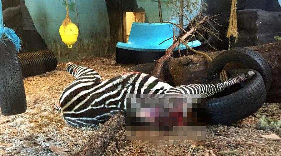 Click to enlarge Beheaded zebra