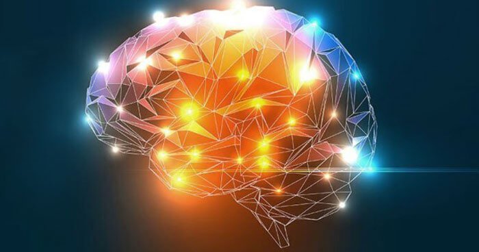 Brain