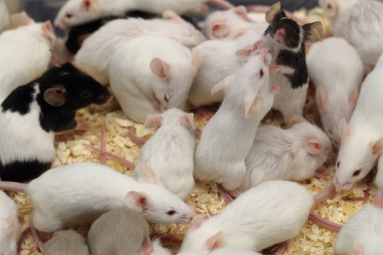 Click to enlarge Mice